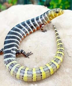 Seltene Brazilian Galliwasps kaufen