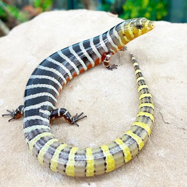 Seltene Brazilian Galliwasps kaufen