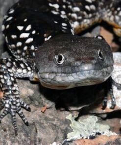 Abronia deppii – Seltene Mexikanische Alligator-Echse kaufen