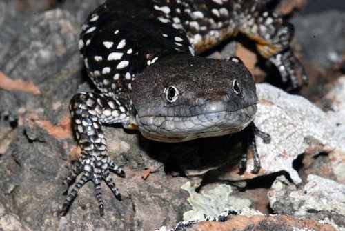 Abronia deppii – Seltene Mexikanische Alligator-Echse kaufen