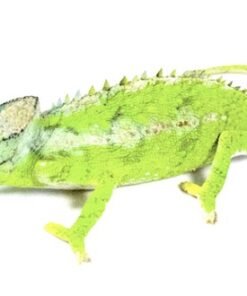 Antimena Chamäleon kaufen