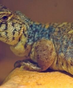 Arabian Blue Dornschwanzagamen (Uromastyx philbyi)