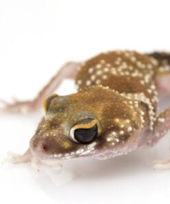 Australian Barking Gecko kaufen