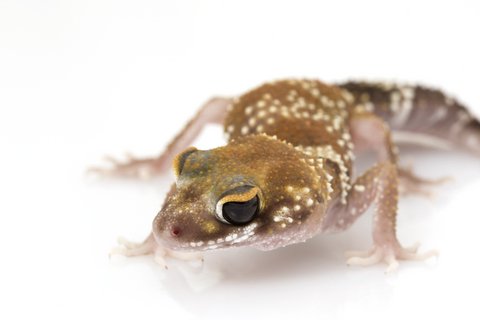 Australian Barking Gecko kaufen