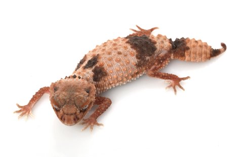 Banded Knob Tailed Gecko kaufen