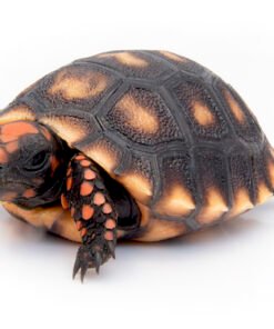 Cherry Head Rotfußturtle