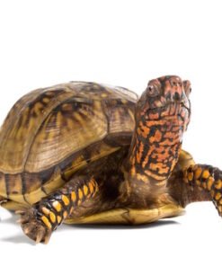 Dreizehen-Dosenschildkröte