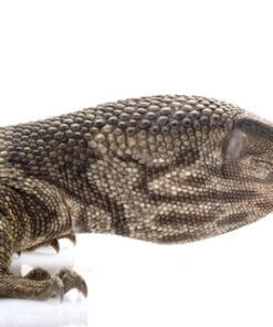 Dumeril’s Warane kaufen in Deutschland