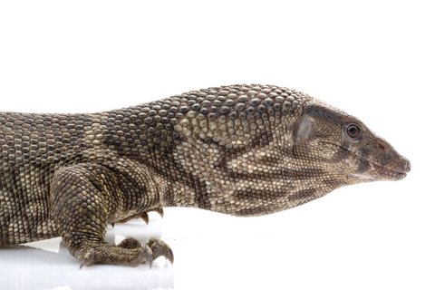 Dumeril’s Warane kaufen in Deutschland