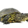Europäische Sumpfschildkröte