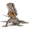 Frilled Dragon Agama-Eidechse kaufen