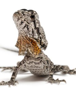 Frilled Dragon Agama-Eidechse kaufen