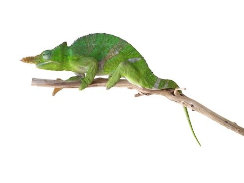 Giant Fischer’s Chamäleon kaufen