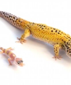 Giant Leopard Gecko kaufen