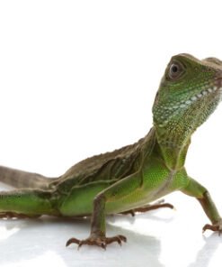 Hatchling Chinesischer Wasserdrache Agama-Eidechse kaufen