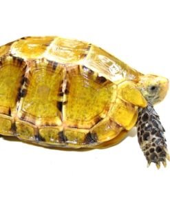 Impressed Schildkröten