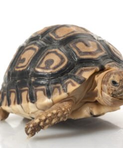 Leopard-Schildkröten kaufen