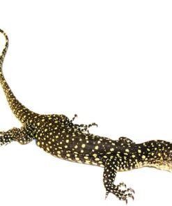 Mangrove-Warane kaufen