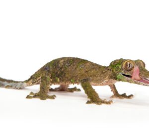 Moosgecko mit Blattschwanz kaufen