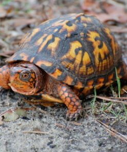 Östliche Landschildkröte