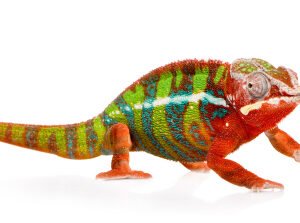 Panther-Chamäleon kaufen