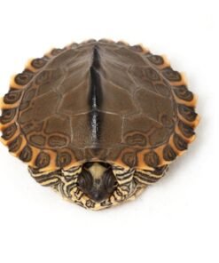 Pearl River Map Schildkröte kaufen – Exotische Reptilien