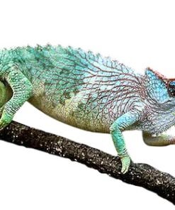 Pfeffer-Chamäleon kaufen