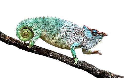 Pfeffer-Chamäleon kaufen