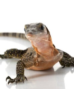 Pfirsichkehlwaran kaufen