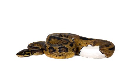 Piebald Ball Python kaufen