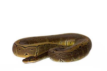 Pinstripe Ball Python kaufen