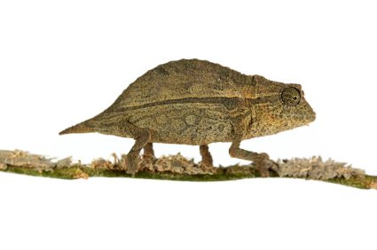 Pygmäen-Chamäleons kaufen