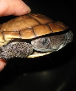 Reimanns Schlangenhals-Schildkröten