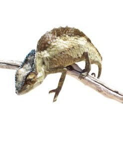 Sailfin Chamäleon kaufen