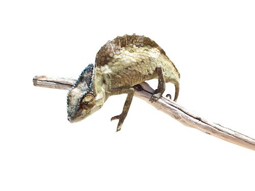 Sailfin Chamäleon kaufen