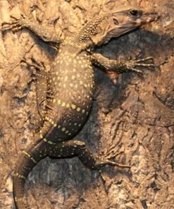 Schwarzer Rauhschwanz-Waran kaufen