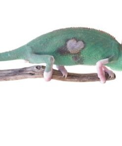 Seltene Albino Chamäleons kaufen