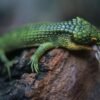 Seltene Arboreal Alligator Eidechse kaufen