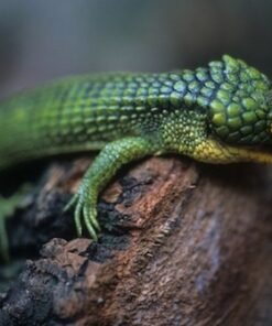 Seltene Arboreal Alligator Eidechse kaufen
