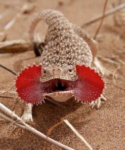 Seltene Toad Head Agama Eidechsen kaufen