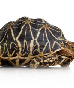 Sri-Lanka-Sternschildkröte