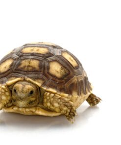 Sulcata Landschildkröte