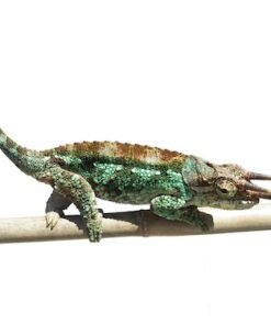 Werner’s Chamäleon kaufen