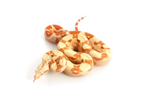 Albino Kolumbianer Boa kaufen