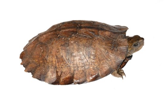 Asiatische Blatteturtle