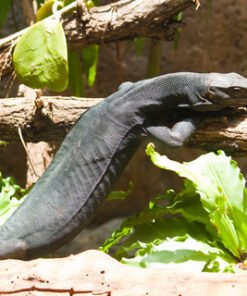 Black Dragon Wasserwaran kaufen