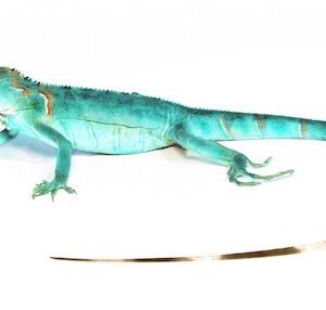 Blue Axanthic Leguan kaufen