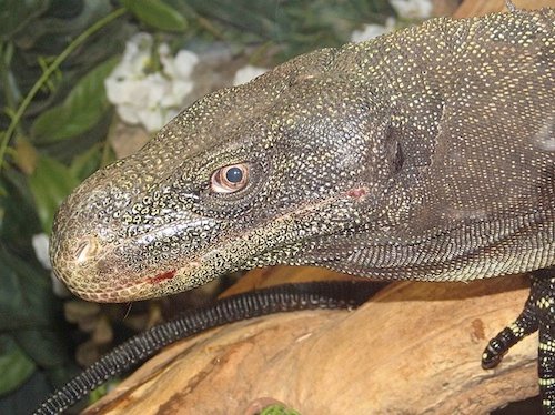 Krokodilwaran kaufen