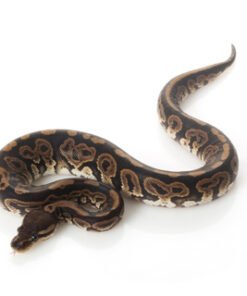 Black Pastel Ball Python Exotische Reptilien Deutschland