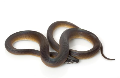 D’alberts Python kaufen